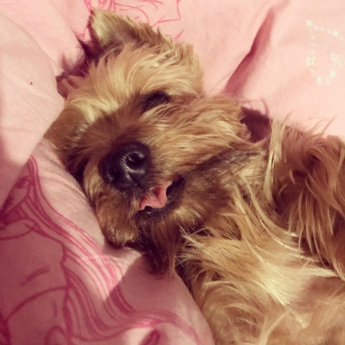 Mysiu Loves To Stick Out His Tongue At Everybody :)