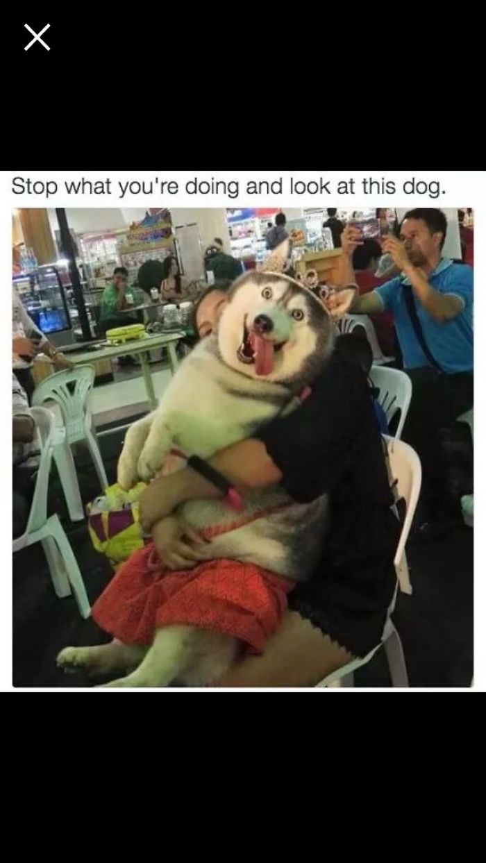 Stop What Your Doing And Look At This Dog!