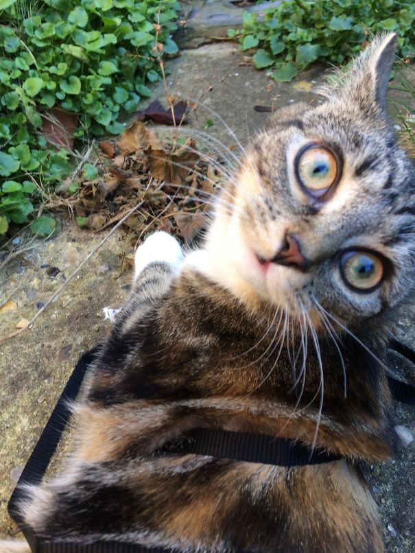 My Kitten Went Outside For The First Time, I Think She May Have Been A Little Overwhelmed....