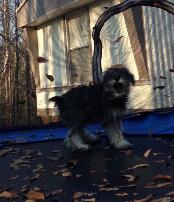 So Many Leaves! Must Catch Them All!!!