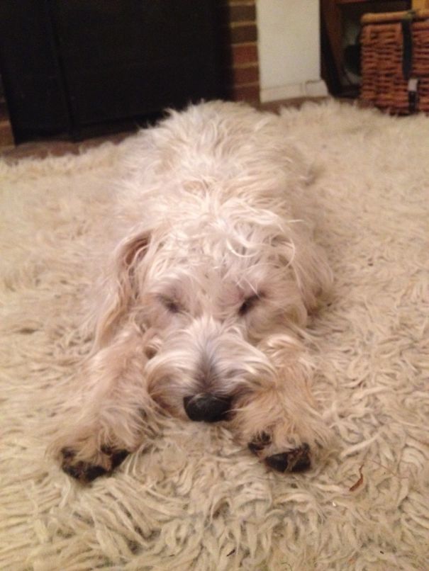 Ace At Hide And Seek... Until The Snoring Gives Her Away.