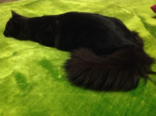 Semi-liquid Suckles Slugbutt Mcscrattigan.