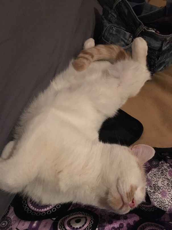 Leo Melting On The Couch