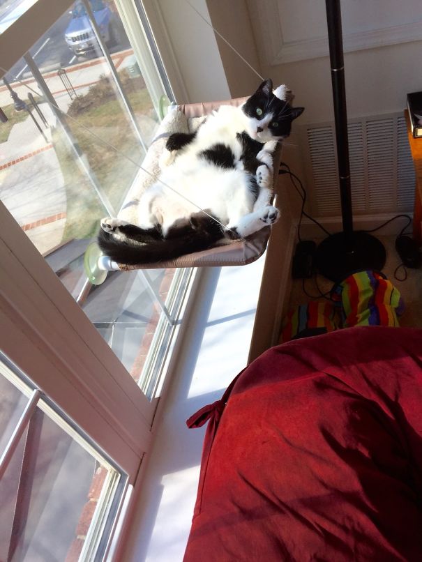 Luna Melted Into Her Kitty Perch.