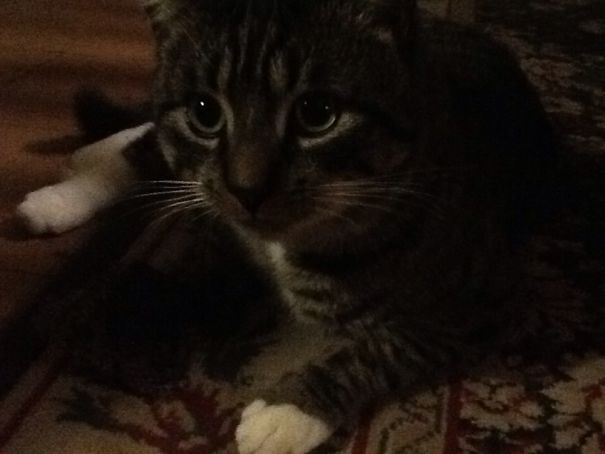 My Grandparents Cat Seeing A Carrot For The First Time