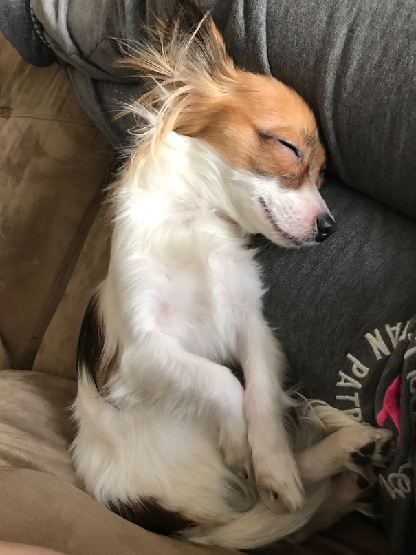 First Time Dog Sitting (success!)