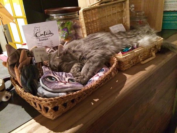 Melting Cat-mouflage