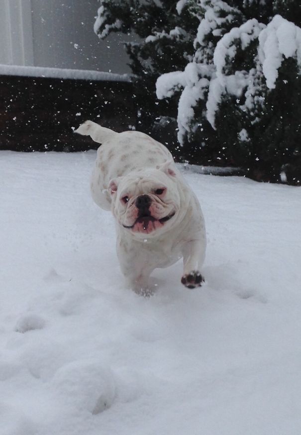 Pig's First Time In Snow!