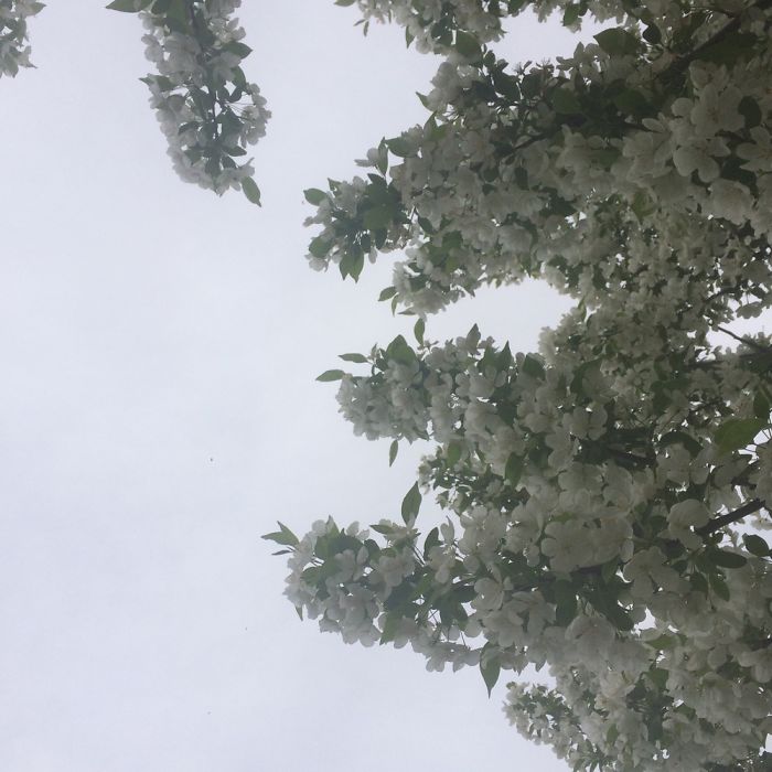 Pictures Of Trees With My Little Digital Camera.