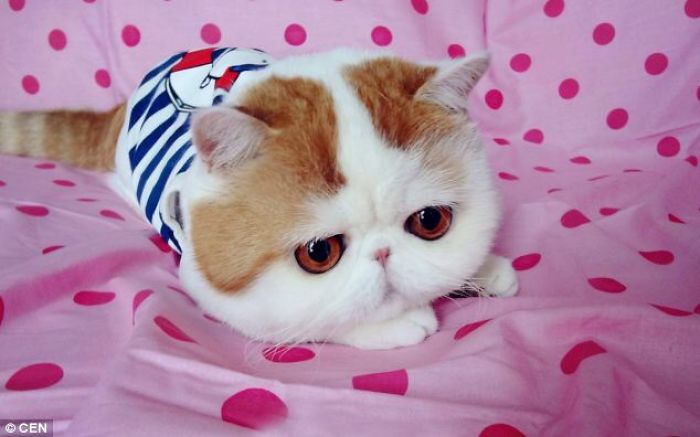 Snoopybabe The Cat Is Sending China Viral!
