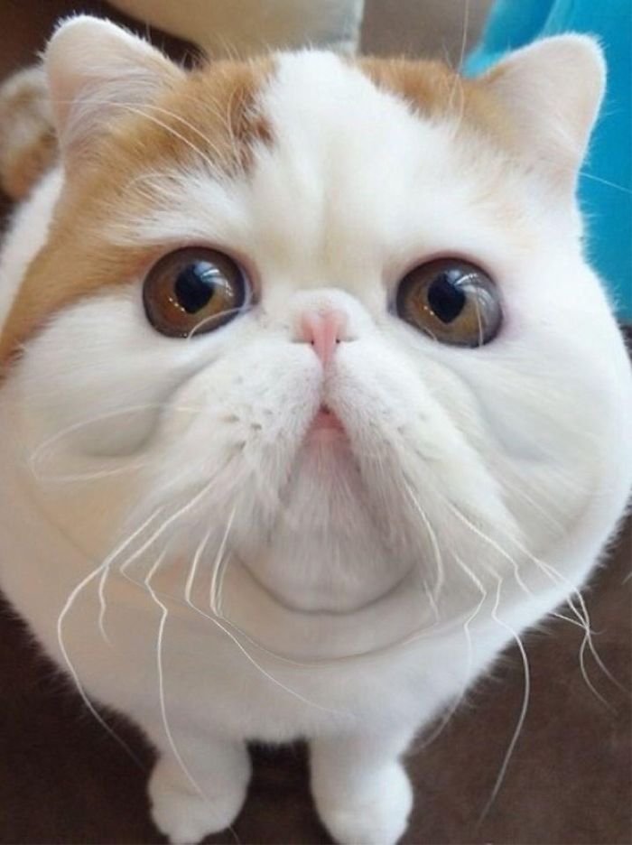 Snoopybabe The Cat Is Sending China Viral!