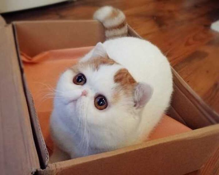 Snoopybabe The Cat Is Sending China Viral!