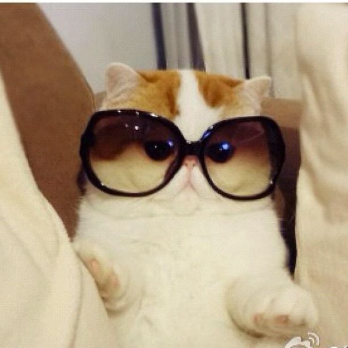 Snoopybabe The Cat Is Sending China Viral!