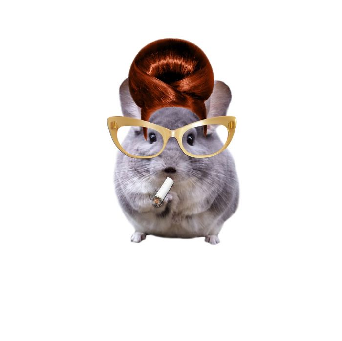 50's Chinchilla Momma