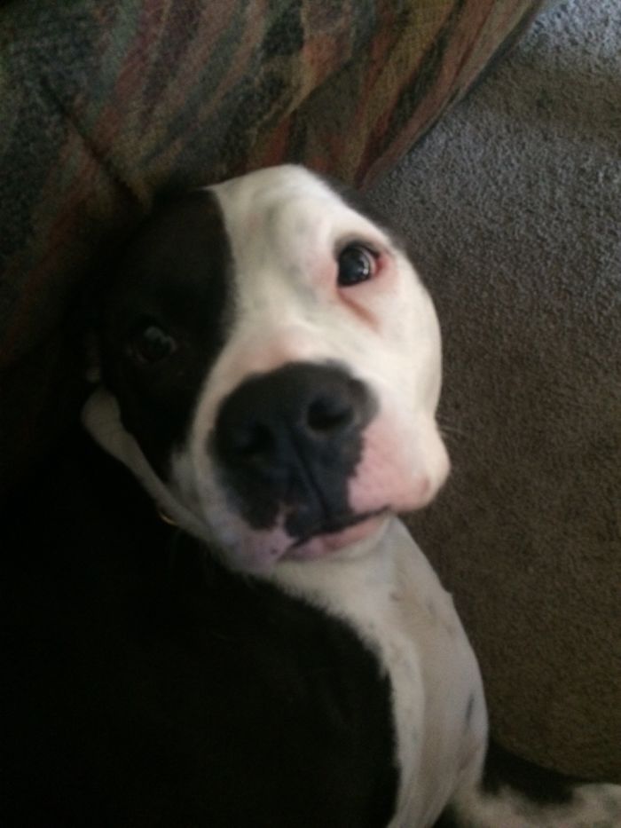 Vicious Poco. Wants To Smother You With Kisses.