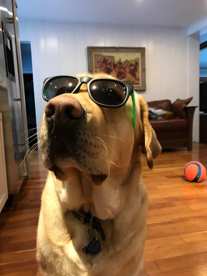 Photoshop Challenge: Be As Creative As You Can With This Cool Dog