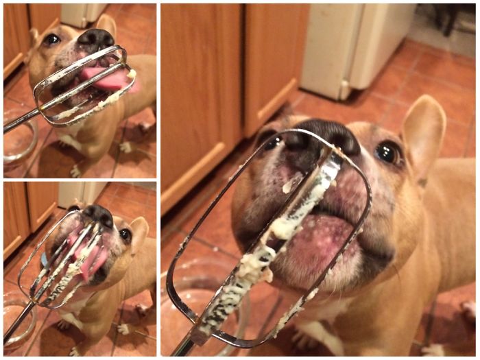 Mashed Potato Monster! My Silly Corgi/ Pibble Mix From A High Kill Shelter In Ga.