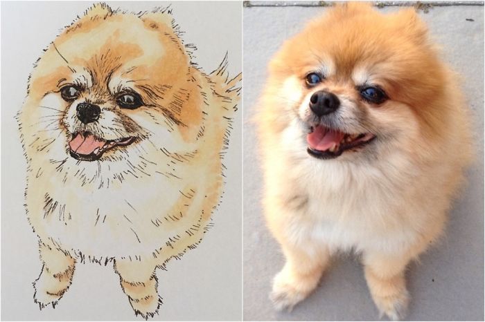 This Is A Sketch I Drew Of My Pomeranian, Viggo. He's 14 Years Young And My Best Buddy!