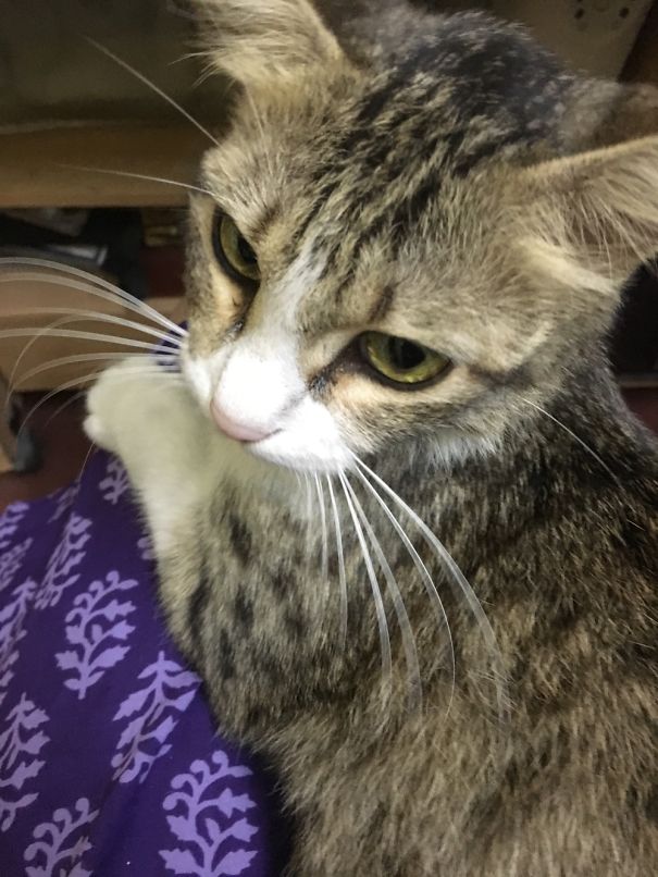 Secretly Thinking Of Stealing Treats!