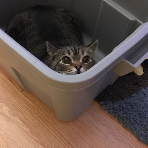 I Shall Devour Your Soul....! And Laundry.