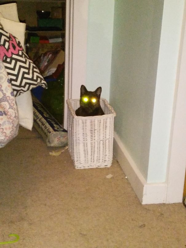 Demon Cat In A Bin