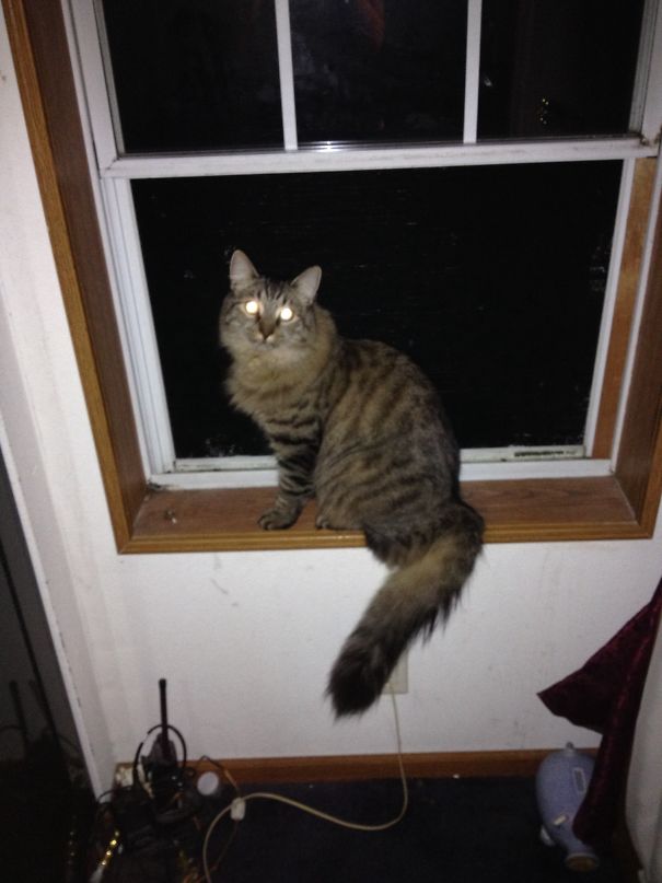 Interrupted A Meeting Between My "cat" And The Darkness.