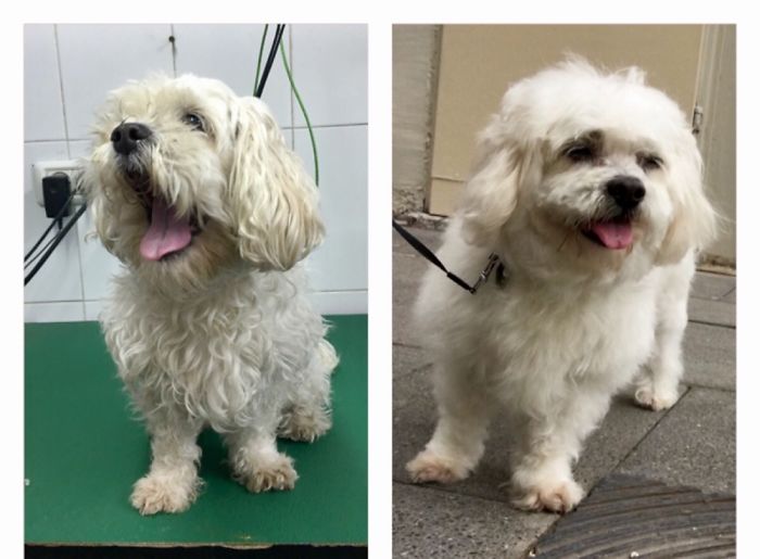 Cottage The Maltese Before & After Her Shower And Haircut.