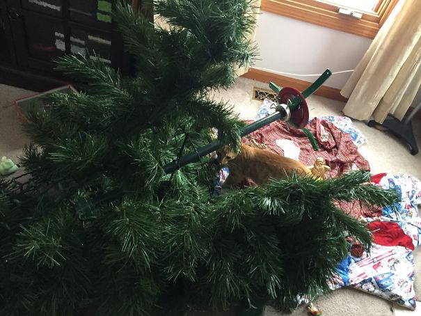 My Cat's First Christmas