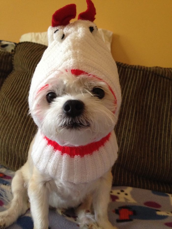 Snickett Looking Cute In A Chicken Hat!