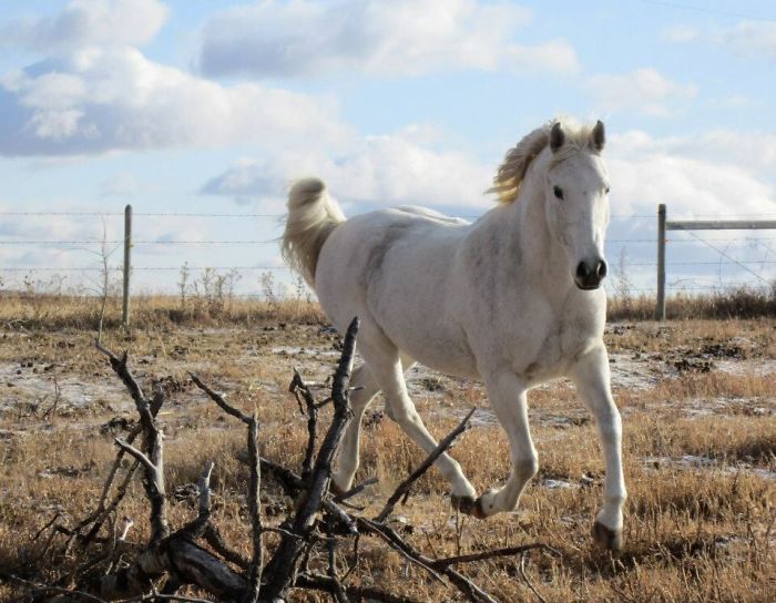 Sorry, I Don't Know How To Splice The Images Together. This Goes With My Best (horse) Friend