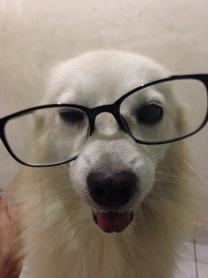 My Nerdy Dog