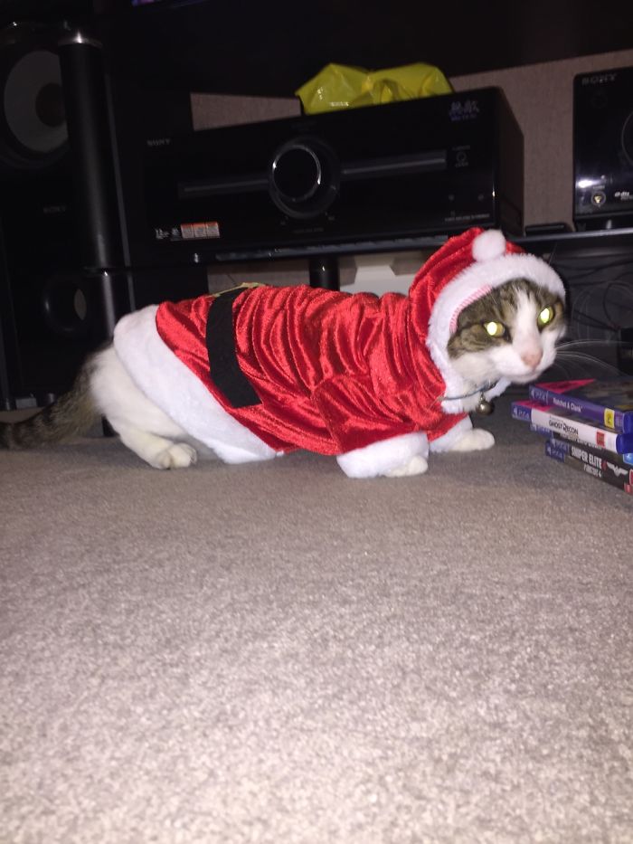 Roman Loves Getting Into The Christmas Spirit.....