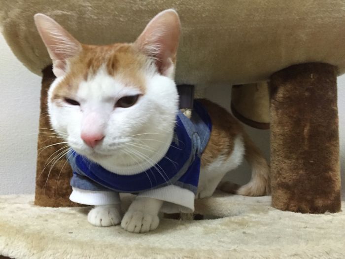 Ham Is A Fashionable Cat