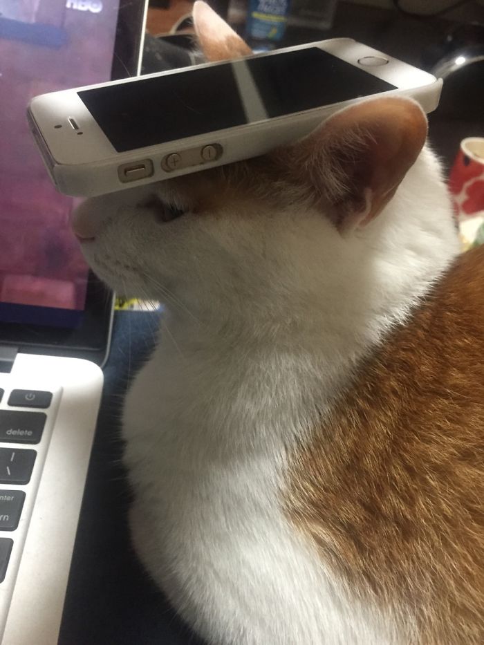 Phone Stand