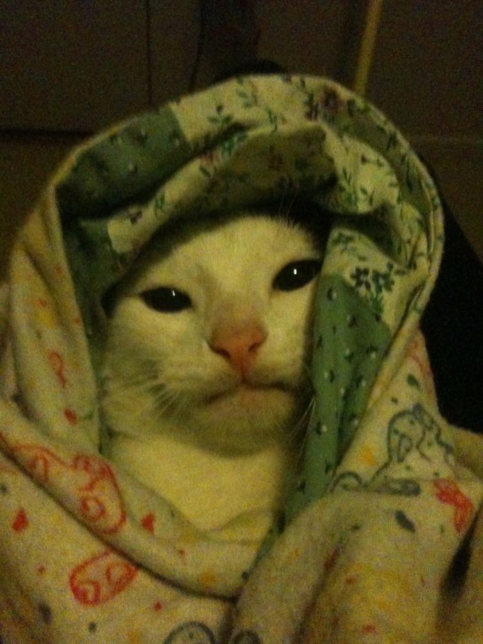 Sweet Baby Cow (yes That's His Name...cow)