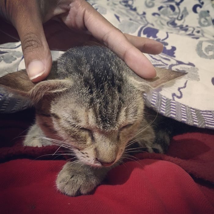 Yoda Cat Is Not Impressed. (but Secretly Loves Ear Scratches N Purring!)