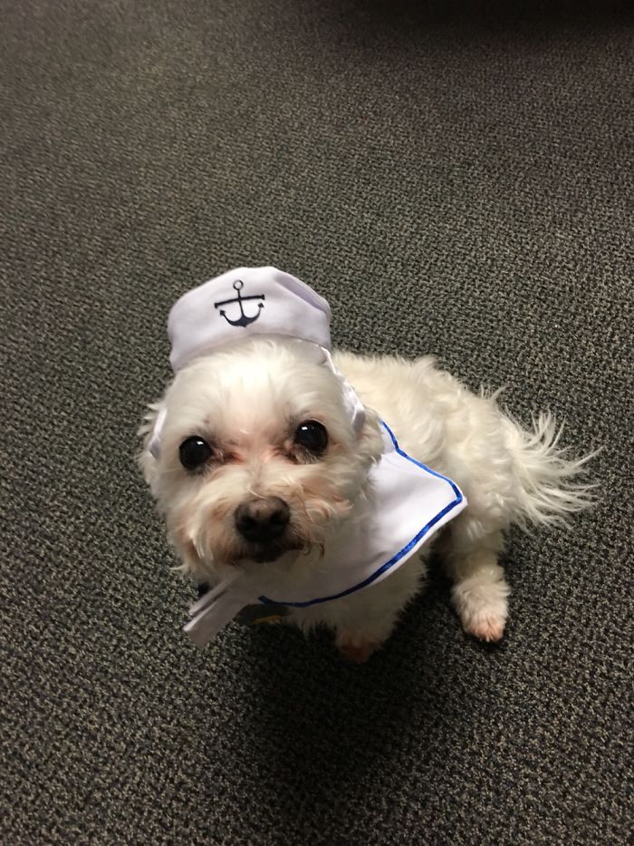 Gizmo Was Not Feeling This