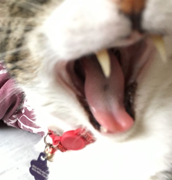 Only 3 Teeth But All The Fury....