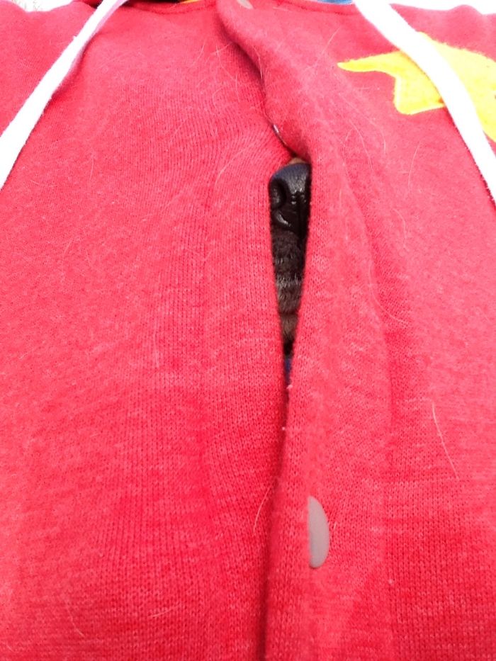 She Has A Dog Carrier, When She Gets Cold I Have To Do This. She Might Hate Me.