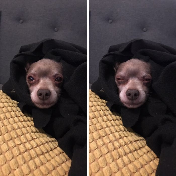 The Look My Dog Gives While I Wrap Him Up In Blanket As I Sing To Him.