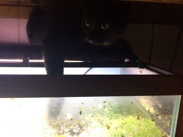 Just Trying To Save The Fish From Drowning....