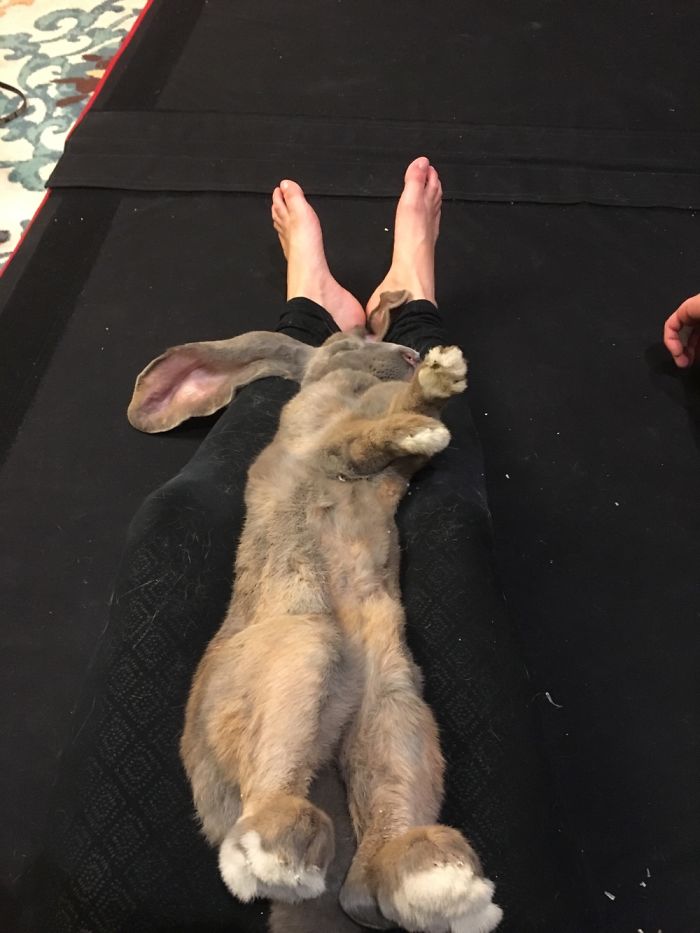 A relaxed rabbit sprawled out on a person's lap, showcasing absolute tranquility.