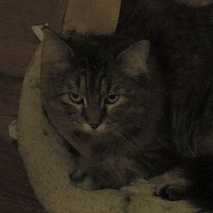 rebeccamcchesney avatar