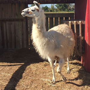 isabela_orellana avatar