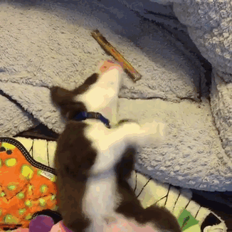 hugging-dogs-new-puppy-trek-envy-zain-01 hugging-dogs-new-puppy-trek-envy-zain-01