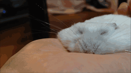 Just A 100% Melted Hamster In A Palm