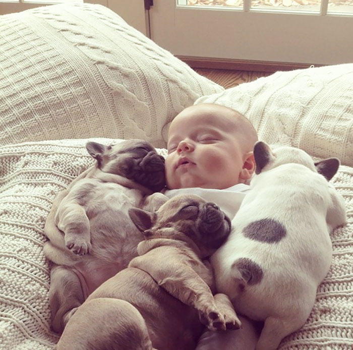 Baby Covered In French Bulldogs