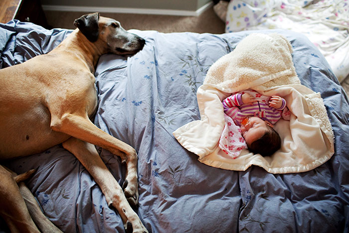 Great Dane And Baby