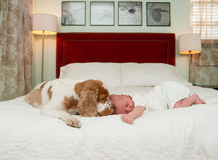 Dog Smelling Sleeping Baby