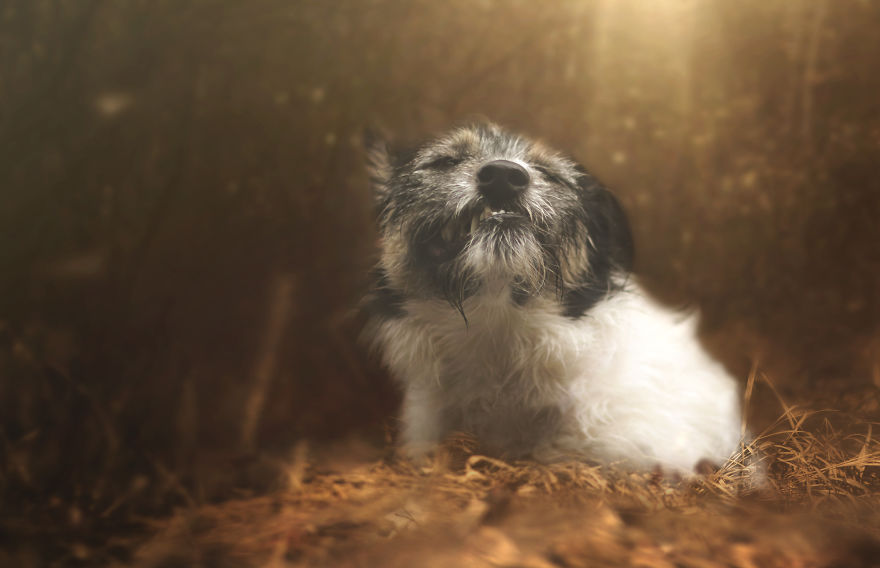 I Photographed My Amazing Dogs Kicia And Morsik